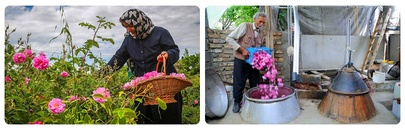 پرونده:گلاب گیری.jpg