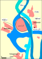 تصویر بندانگشتی از نسخهٔ مورخ ‏۲۶ آوریل ۲۰۲۵، ساعت ۱۱:۱۴